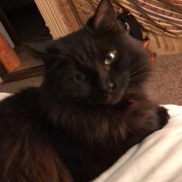 Meet your Posher, Lisa - Picture 4 of 4